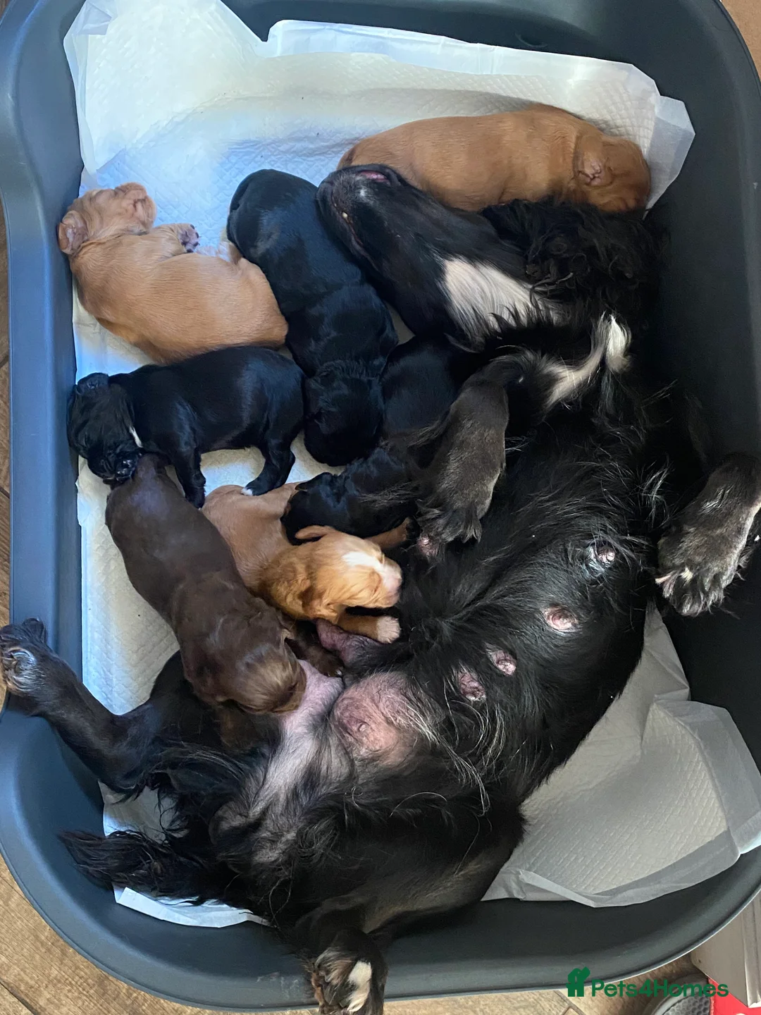 Cocker Spaniel dogs for sale: KC REGISTERED WORKING COCKER SPANIEL PUPPIES  - Advert 12