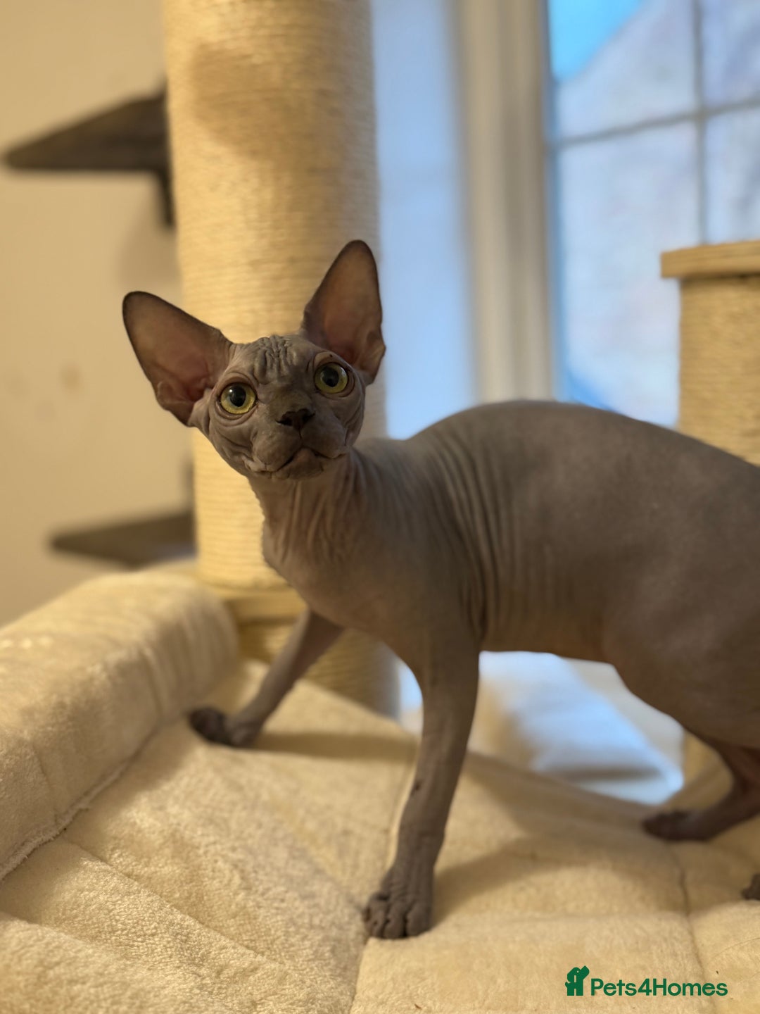 Sphynx cats for sale: Blue Wrinkles Boy - Advert 8