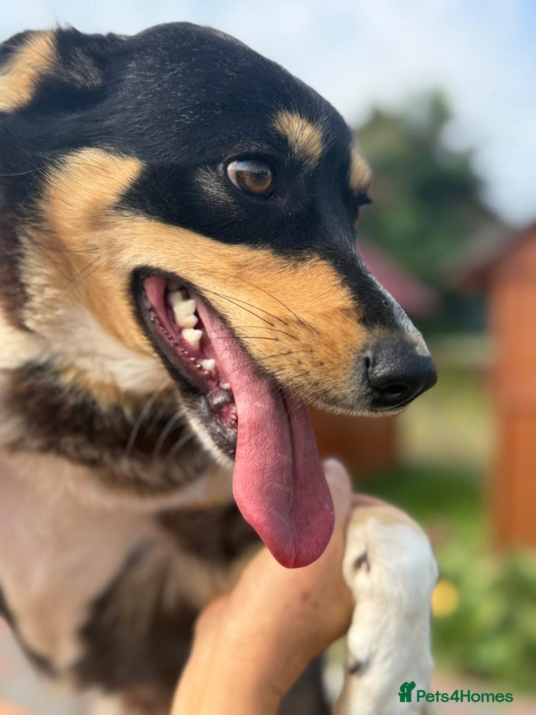 Mixed Breed dogs for adoption: 💖🐶 AZIA 🐶💖 - Image 8