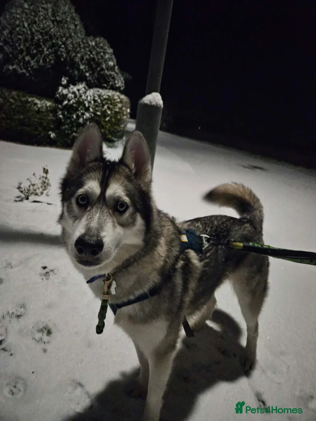 Siberian Husky dogs for sale: Echo - Siberian Husky - 3 Y/O - Advert 2