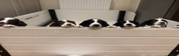 English Springer Spaniel dogs for sale: One last B/W Springer Dog Puppy available.  - Advert 6