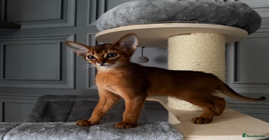 Abyssinian cats - Advert 8