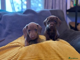 Miniature Dachshund dogs Mini Dachshunds READY NOW! 2 BOYS LEFT - Advert 9