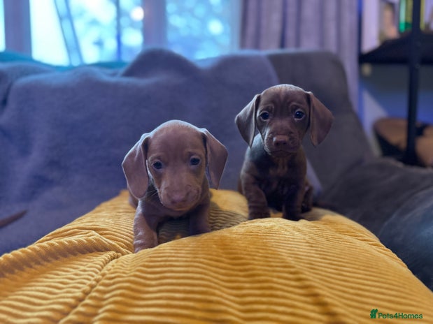 Miniature Dachshund dogs - Advert 15