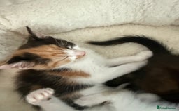 Mixed Breed cats for sale: Kittens for sale - Image 17