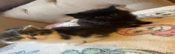 Mixed Breed cats for sale: Four beautiful kittens  in Swansea - Advert 12