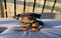 Miniature Dachshund dogs for sale: ✨BEAUTIFUL SILVER DAPPLE BOY✨ in Ripon - Image 16