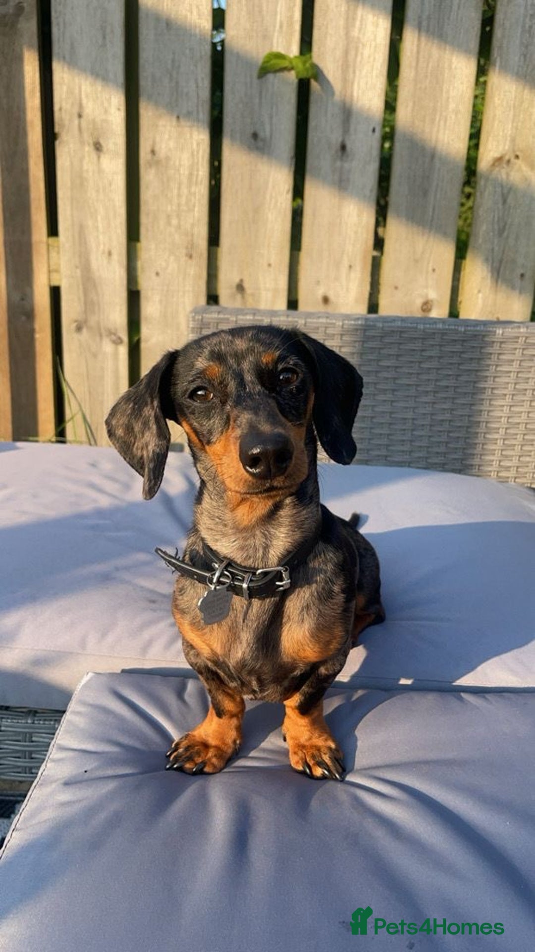 Miniature Dachshund dogs for sale: ✨BEAUTIFUL SILVER DAPPLE BOY✨ in Ripon - Image 16