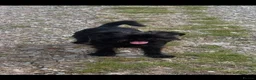 Griffon Bruxellois dogs for sale: 🐾 Griffon Bruxellois 🐾 in Port Talbot - Advert 9