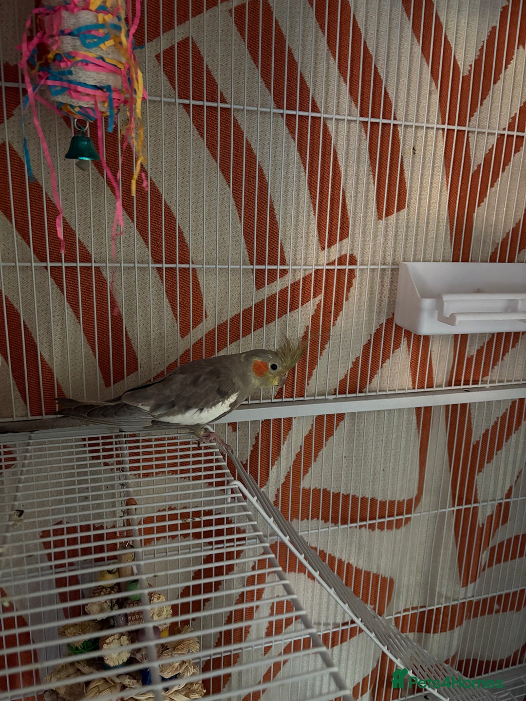 Cockatiels birds for sale: Young male cockateil - Advert 2