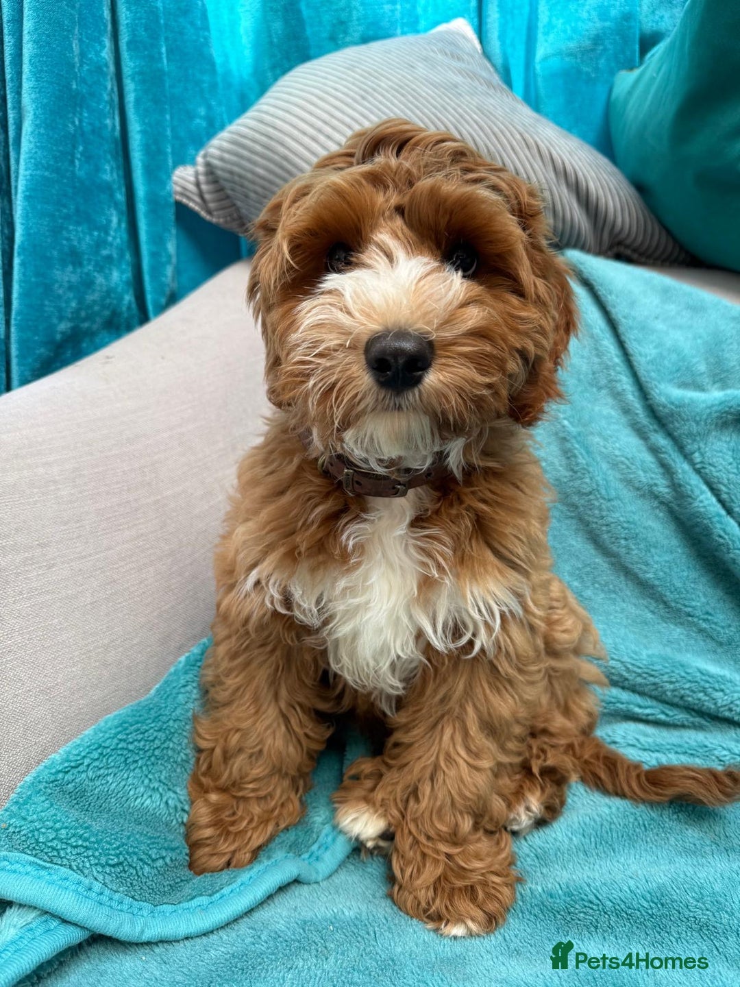 Mixed Breed dogs for sale: Authentic Annetteslabradoodles/Cobberdogs - Advert 18