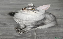 Maine Coon cats for sale: Maine Coon shaded lines - Image 6