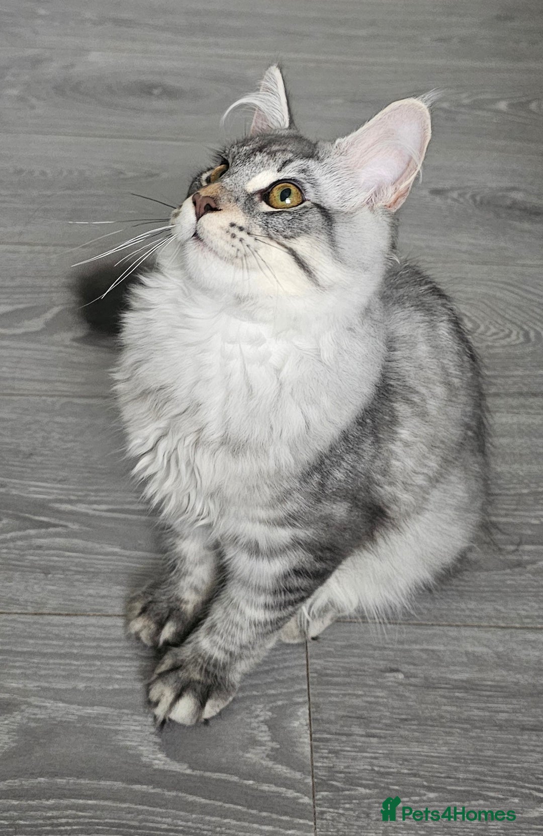 Maine Coon cats for sale: Maine Coon shaded lines - Image 6
