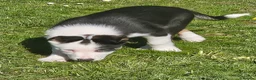 Border Collie dogs for sale: ISDS Border Collie Pups - Advert 15