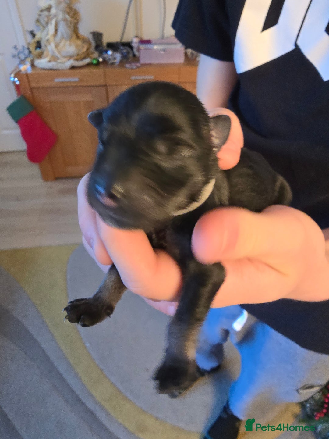 Miniature Schnauzer dogs for sale: Miniture Schnauzer's  - Advert 4