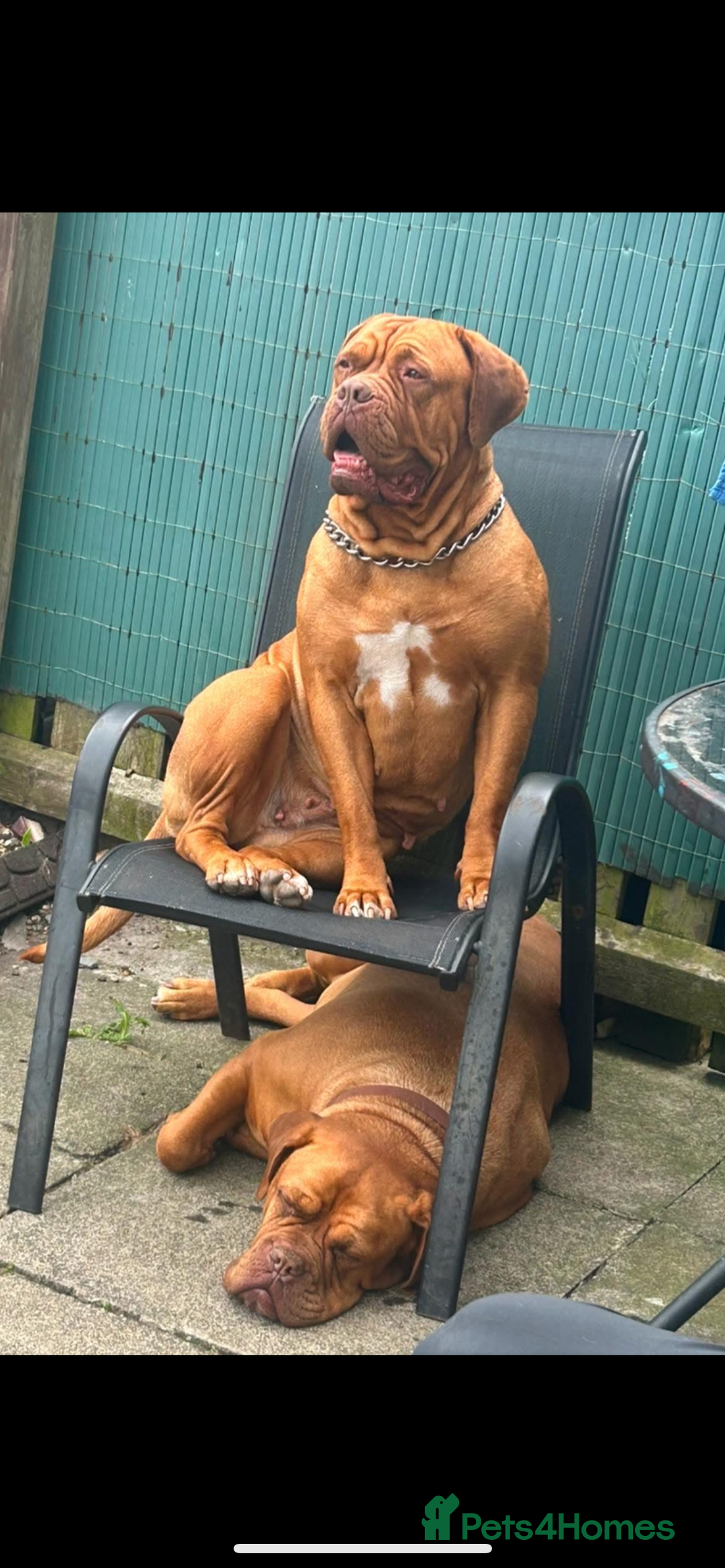 Dogue De Bordeaux dogs for sale: 2 BITCHES!LEFTFULL PEDIGREE 🦁 dogue de Bordeaux  - Advert 15
