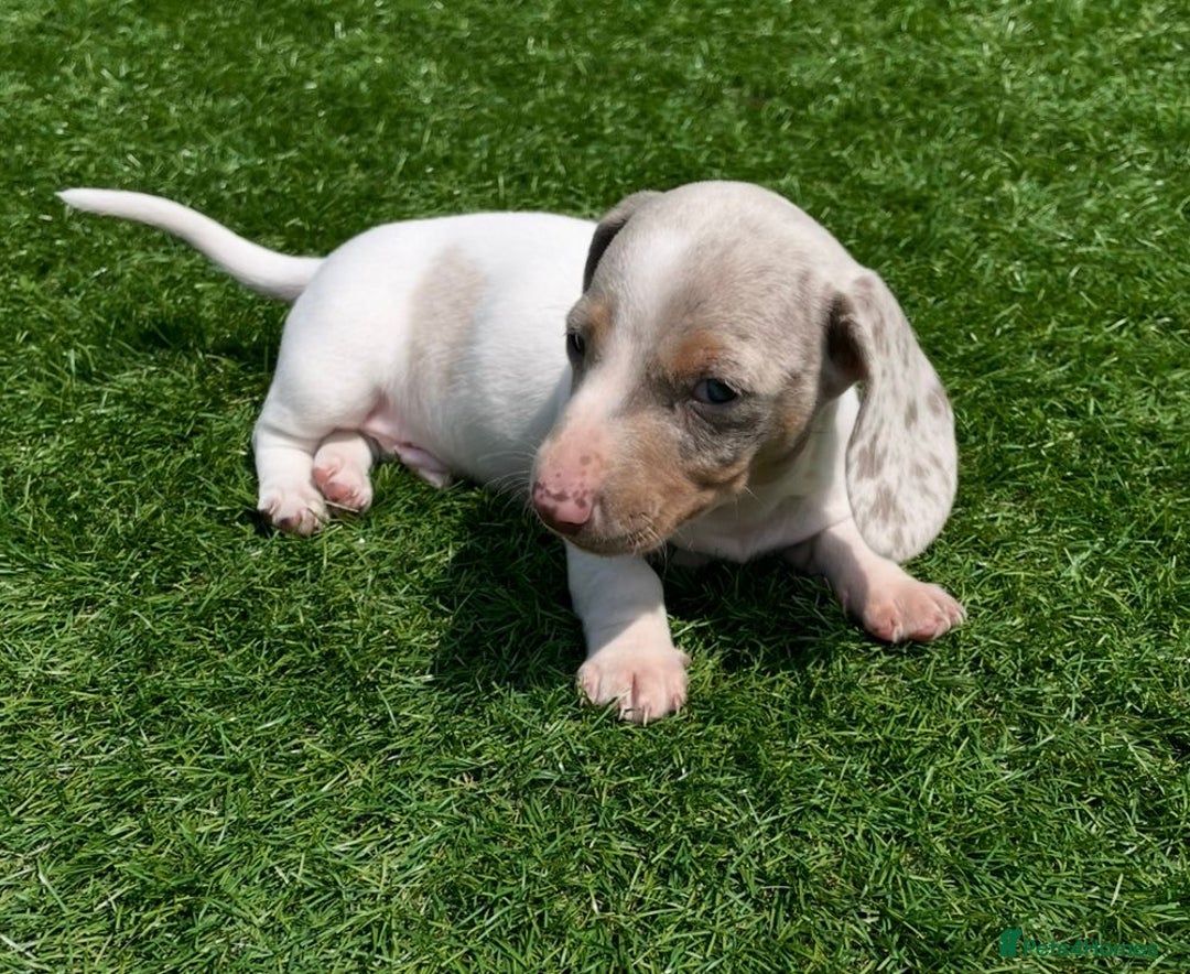Miniature Dachshund dogs for sale: Lilac pied dachshund puppy - Image 4