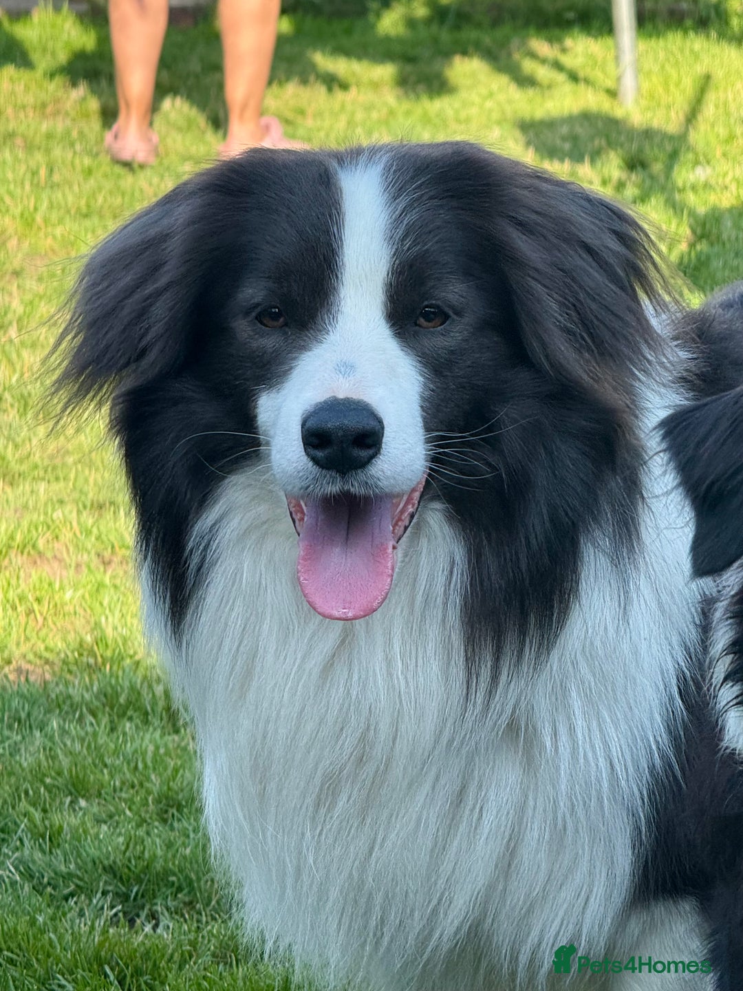 Border Collie dogs for sale: Beautiful border collie puppies  - Image 7