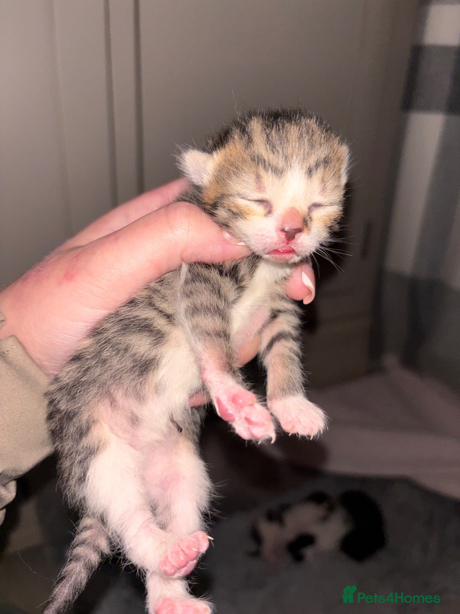Mixed Breed cats Two Male Kittens  - Advert 3