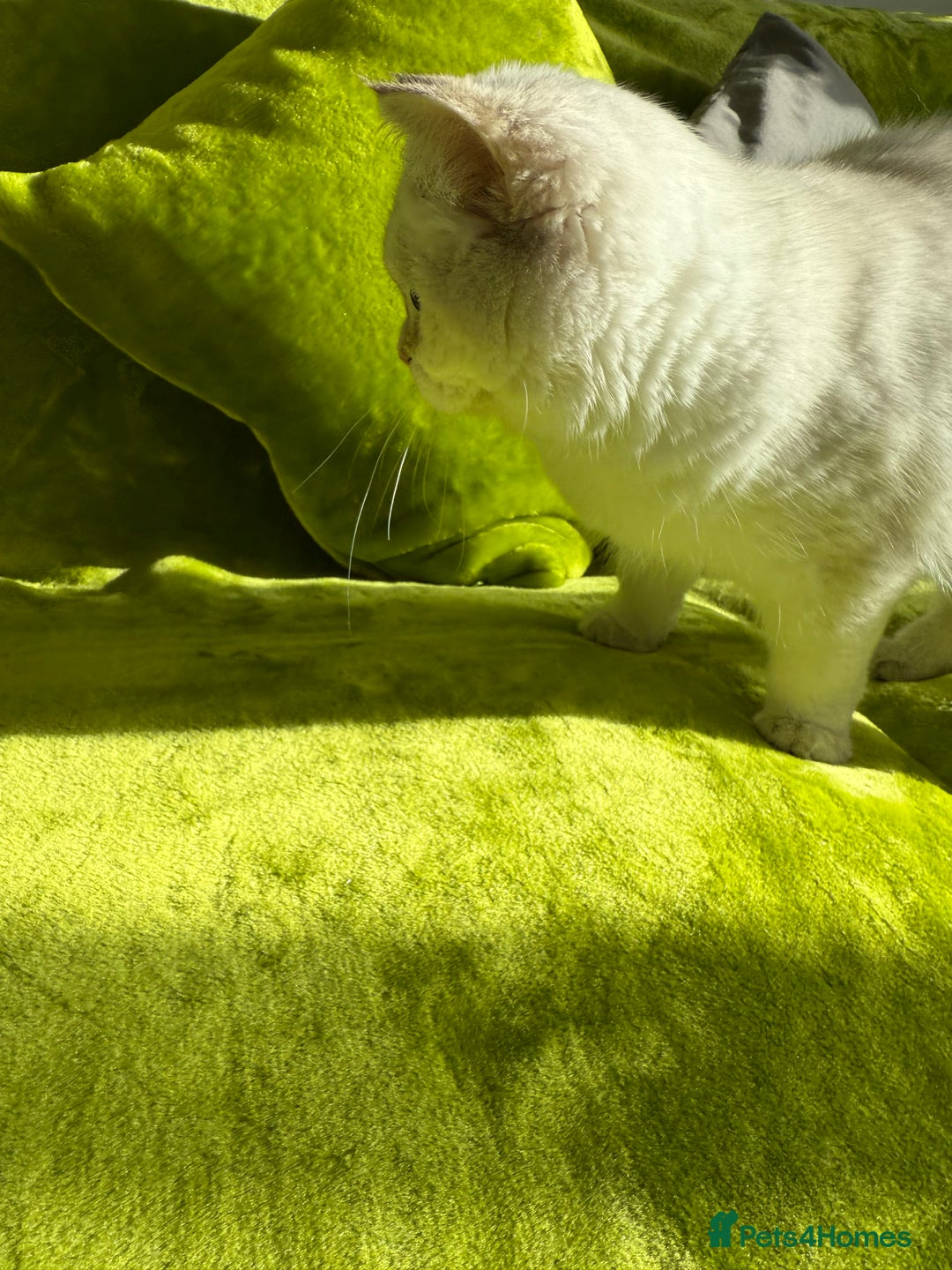 British Longhair cats for sale: British Longhair and Shorthair kittens for sale - Image 12