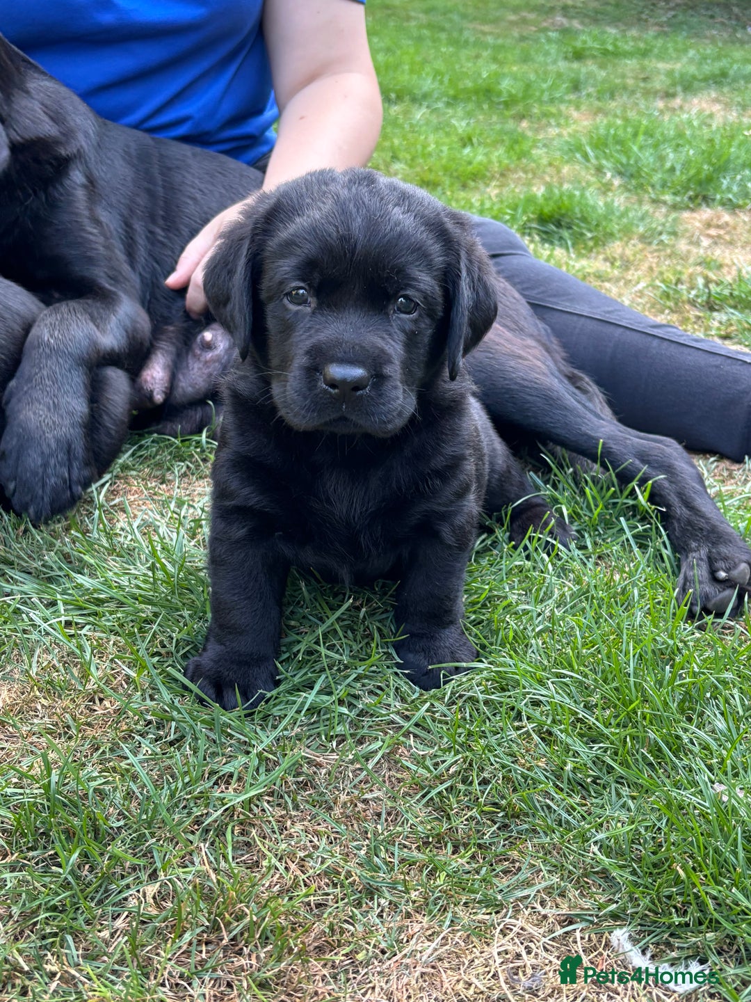 Labrador Retriever dogs for sale: Show chunky black Labradors - Image 1