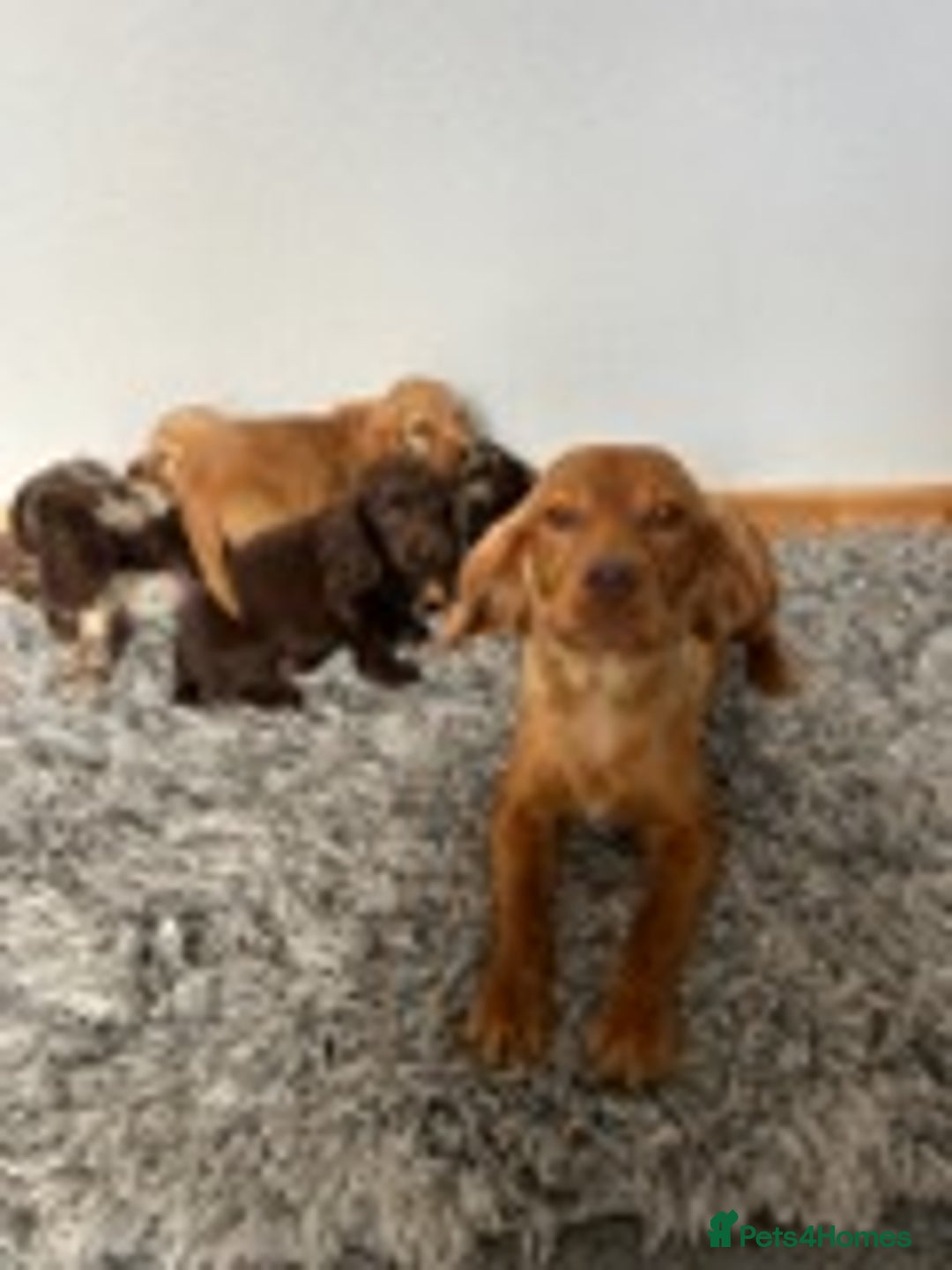 Cocker Spaniel dogs for sale: STUNNING COCKER SPANIEL PUPPIES  - Image 19