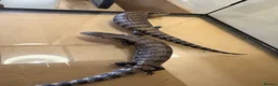 Skink reptiles for sale: Pair blue tongue and group Berber skinks  - Advert 1