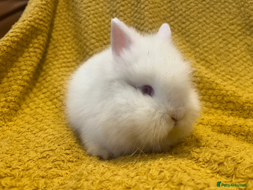 Mini Lop rabbits for sale: Mini lops  and mini double maned lionheads  - Advert 33