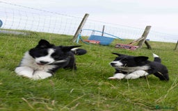Border Collie dogs for sale: Border Collie Pups N/Wales - Image 2