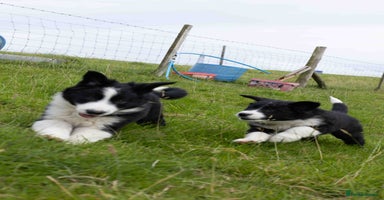 Border Collie dogs - Advert 5