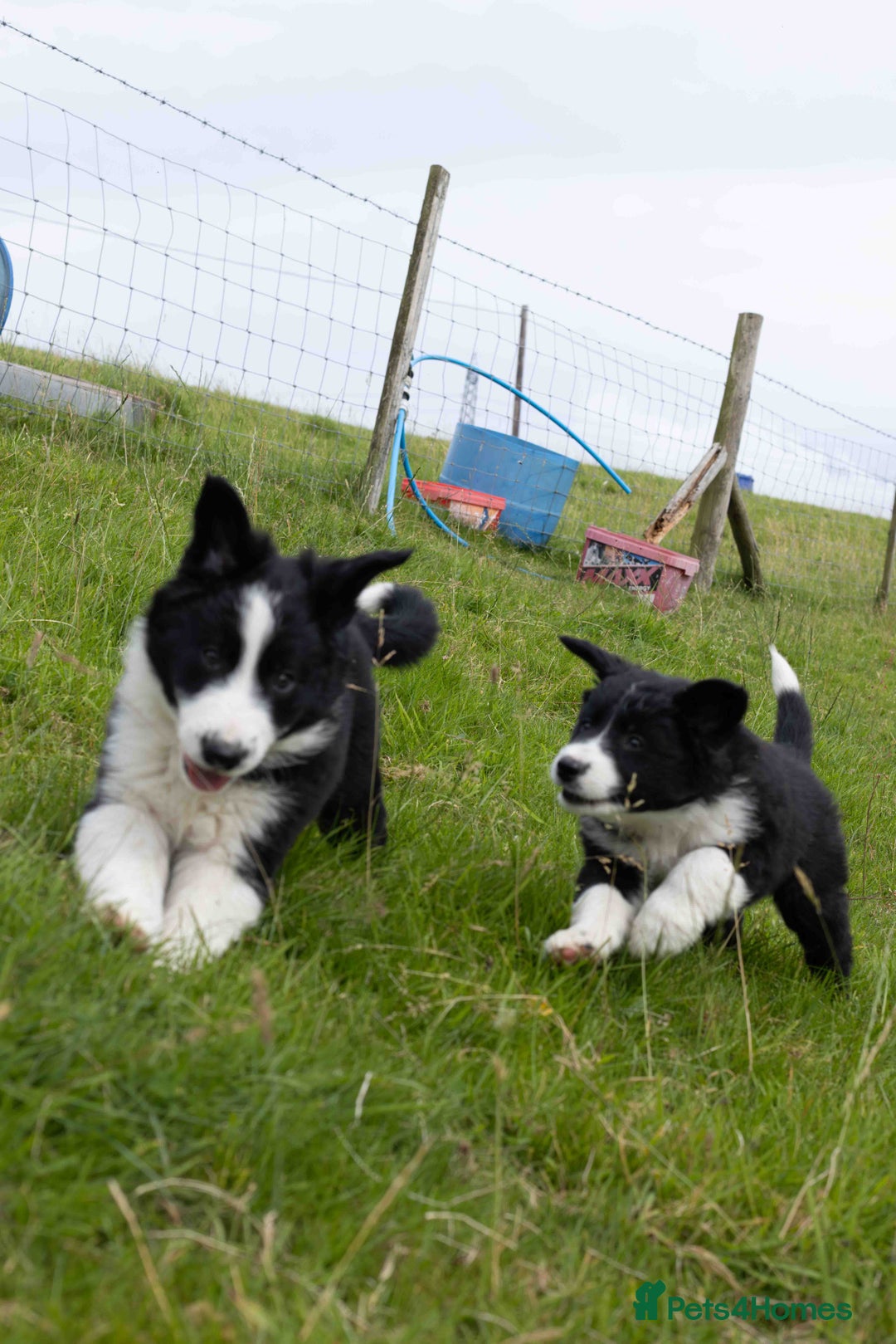 Border Collie dogs for sale: Border Collie Pups N/Wales - Image 2