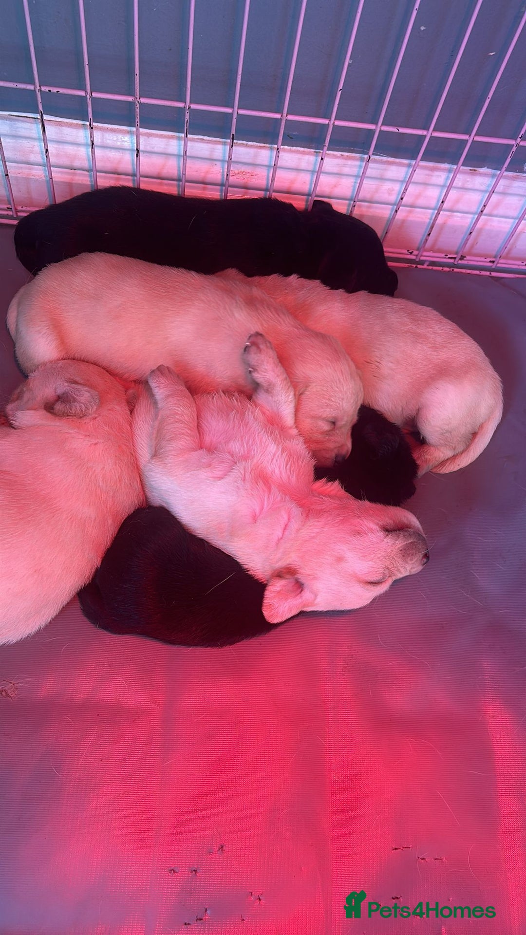 Labrador Retriever dogs for sale: Labrador retriever puppies  - Image 2