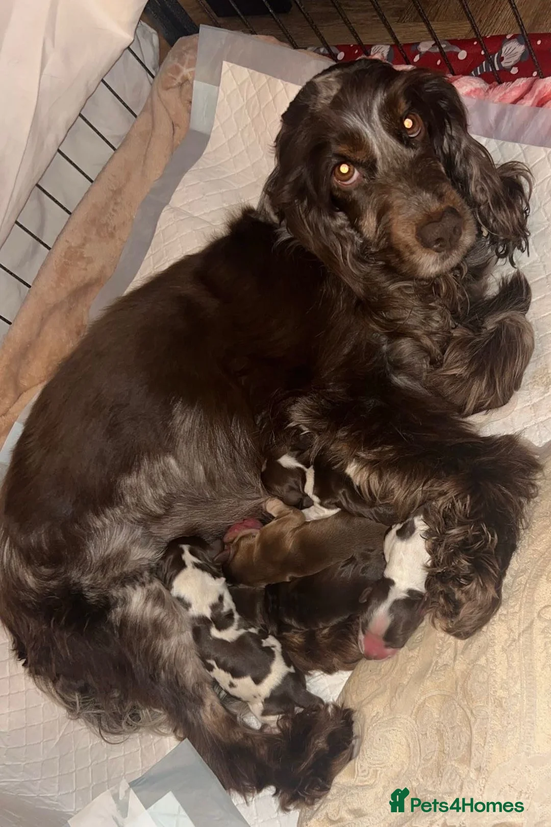 Cocker Spaniel dogs for sale: Show type cocker spaniels  - Advert 18