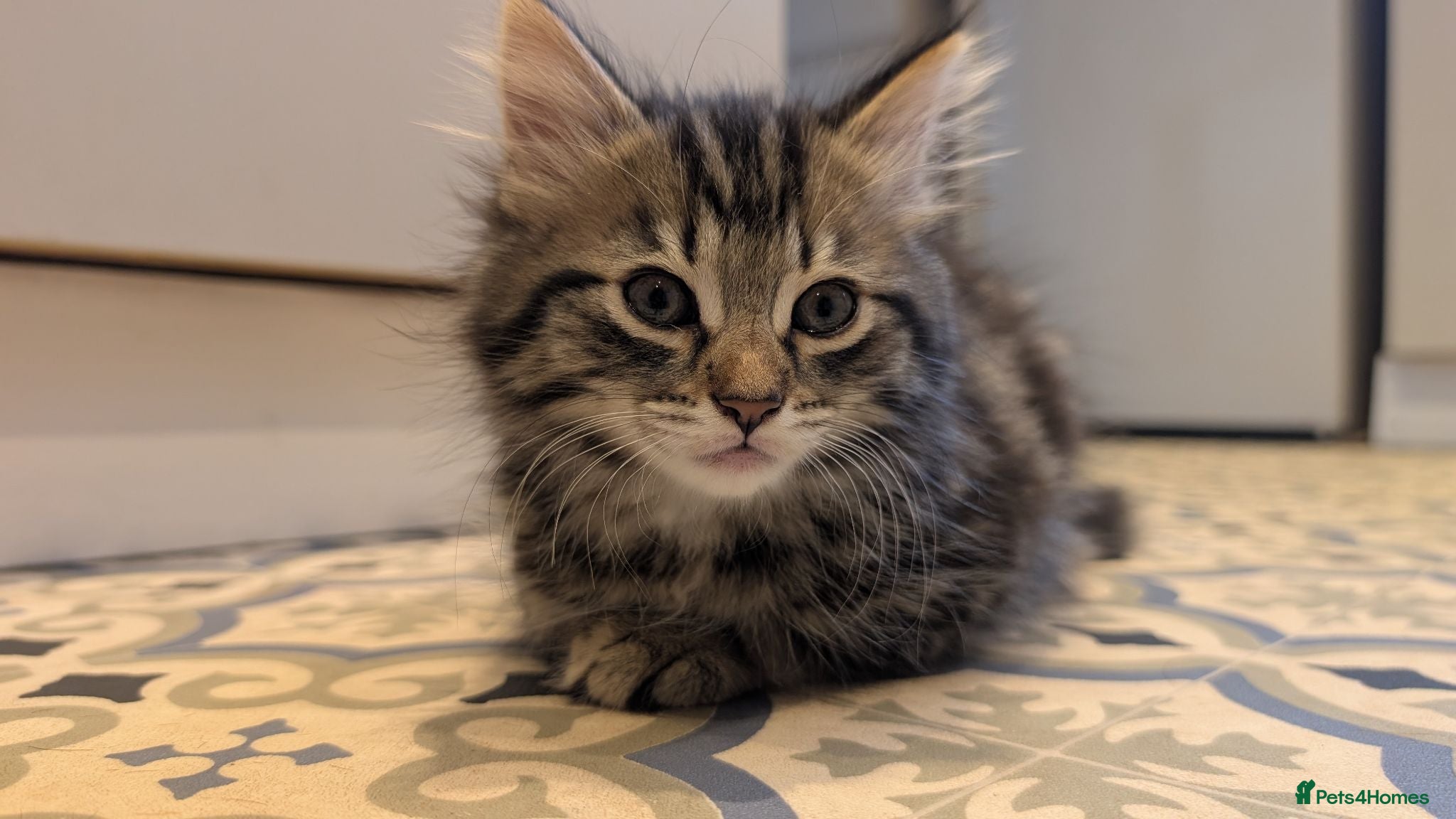 Mixed Breed cats Beautiful playful boy - Advert 2