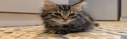 Mixed Breed cats for sale: Beautiful playful boy - Advert 1