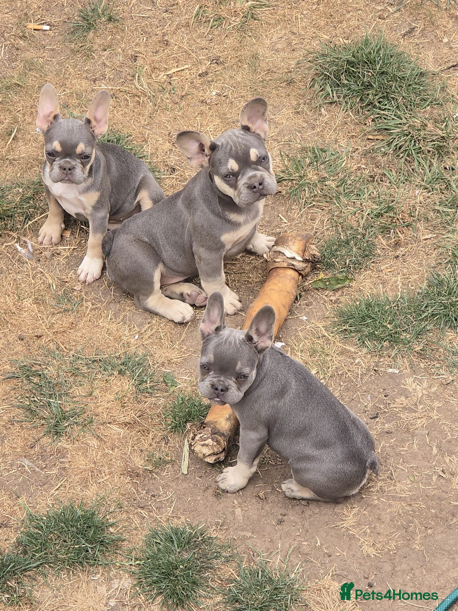French Bulldog dogs Lovely French bulldog pups (fluffy) - Advert 18