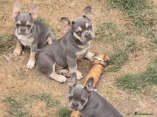 French Bulldog dogs Lovely French bulldog pups (fluffy) - Advert 2