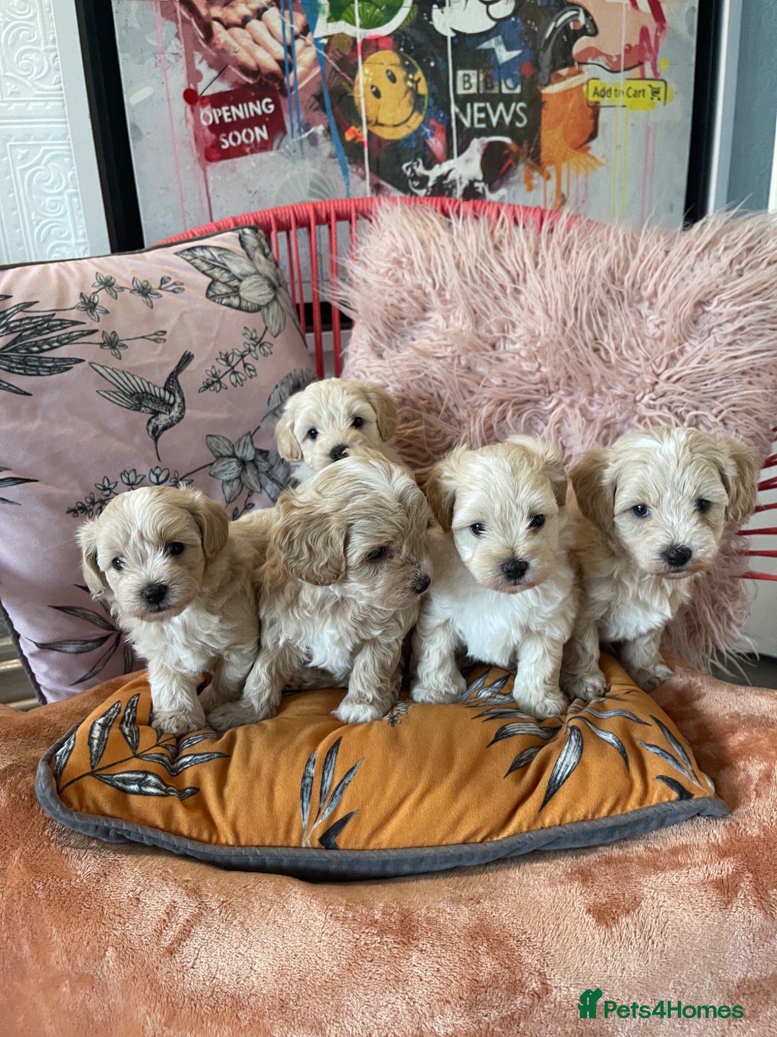 Maltipoo dogs Toy Maltipoos  - Advert 2
