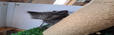 Norwegian Forest Cat 2