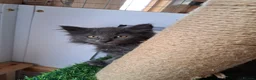 Norwegian Forest Cat cats for sale: 6 adorable NFC/maincoon kittens. - Advert 16