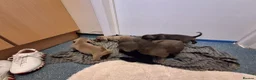 Miniature Dachshund dogs for sale: Beautiful Miniature Dachshund Stuning little pups. in Stevenage - Advert 9