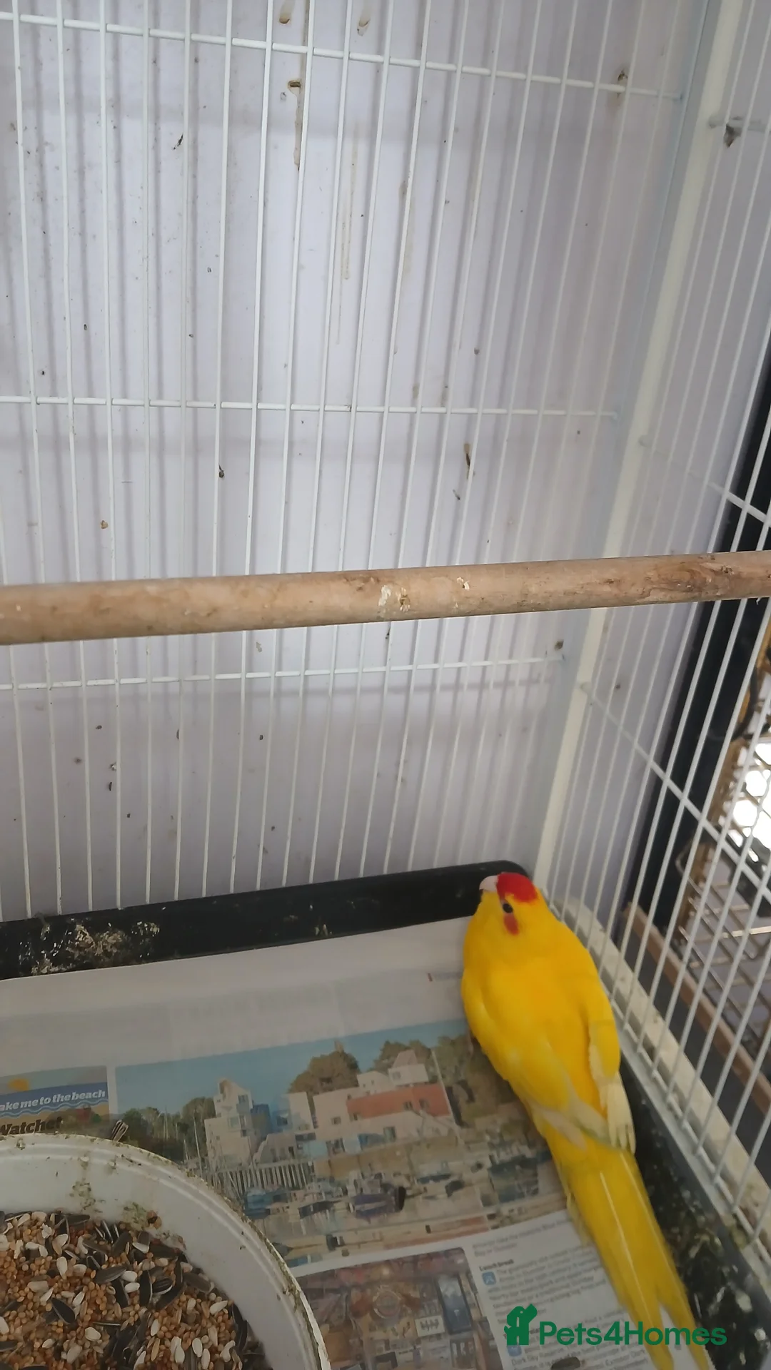 Parakeets birds for sale: Pair of kakarikis  - Advert 2