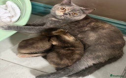 British Shorthair cats for sale: BSH champion lines - Image 12