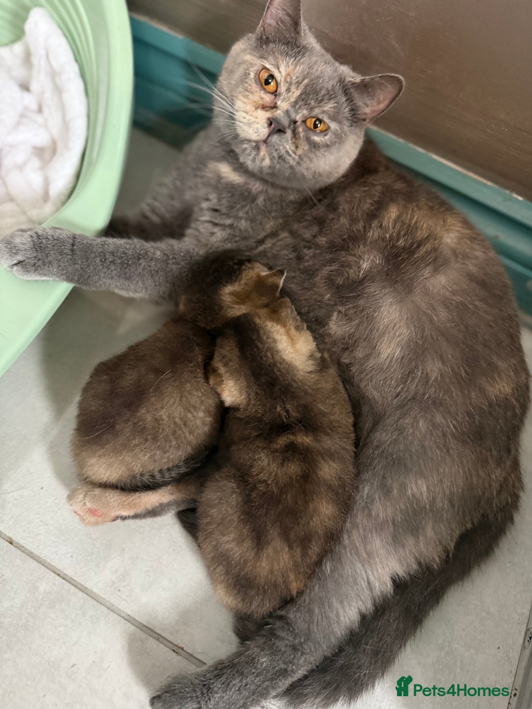 British Shorthair cats for sale: BSH champion lines - Image 12
