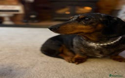 Miniature Dachshund dogs for sale: Miniature Dachshunds Need Loving Forever Homes - Advert 1