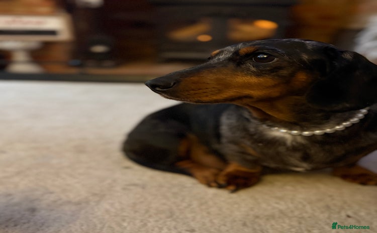 Miniature Dachshund dogs Miniature Dachshunds Need Loving Forever Homes - Advert 1