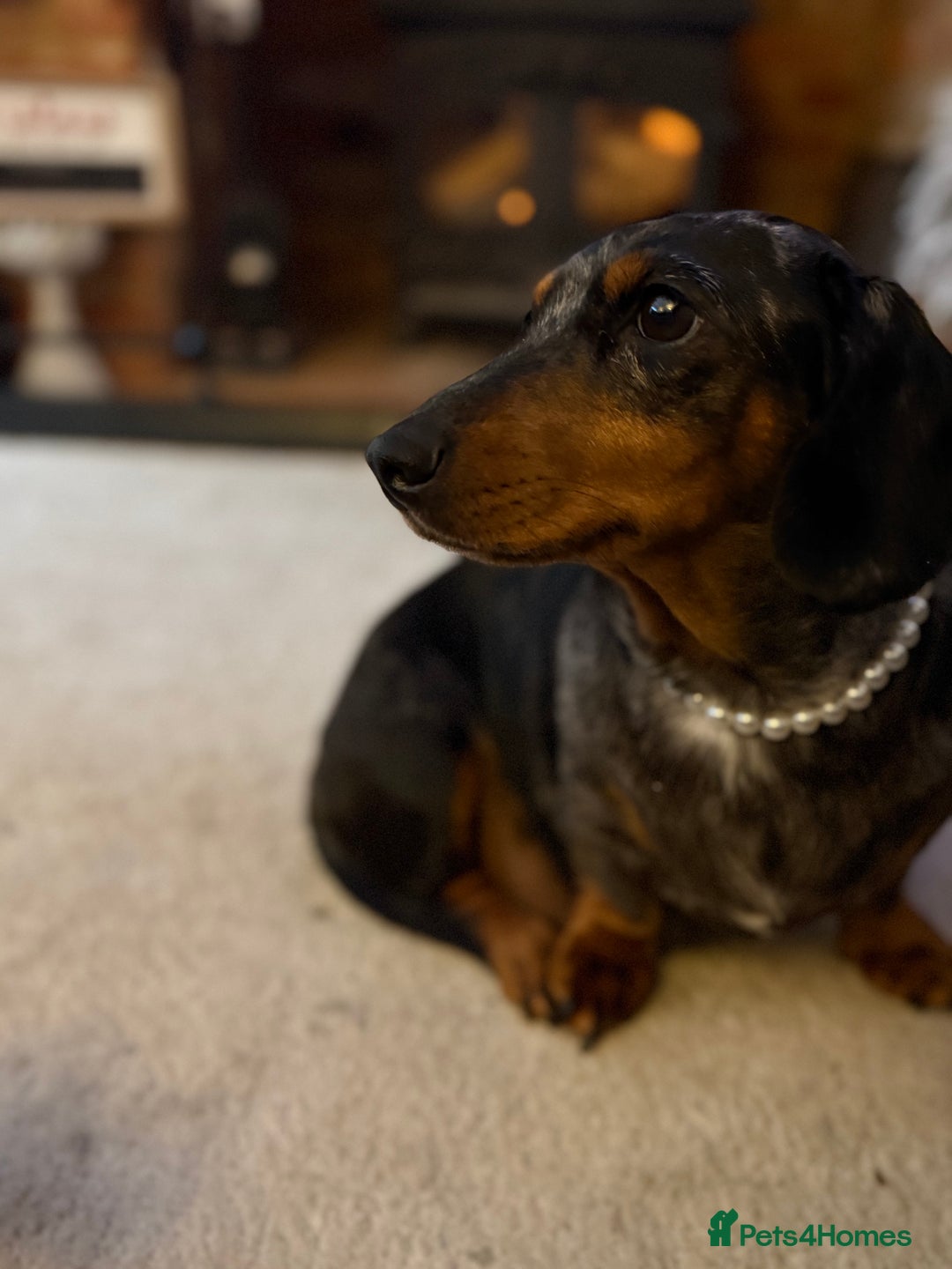 Miniature Dachshund dogs for sale: Miniature Dachshunds Need Loving Forever Homes - Advert 1