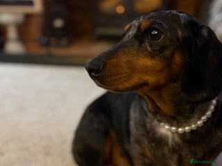 Miniature Dachshund dogs Miniature Dachshunds Need Loving Forever Homes - Advert 1