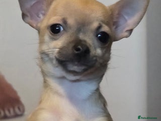 Chihuahua dogs Only 2 Chihauhau puppies left,ready now. - Advert 13