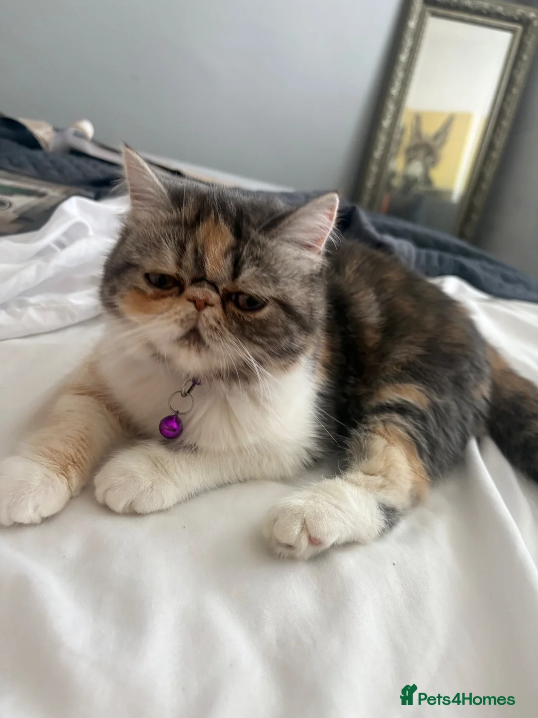 Exotic cats for sale: Persian exotic - Advert 2